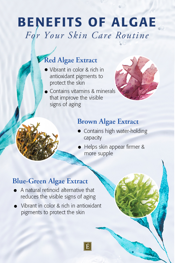 Infographic: Benefits of Algae for Your Skin Care Routine